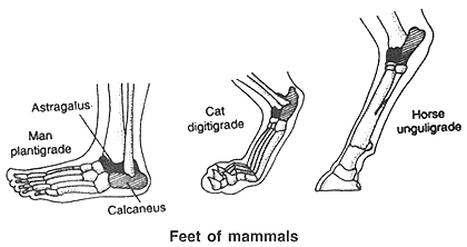 Feet_of_mammals